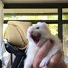 puddleslarue